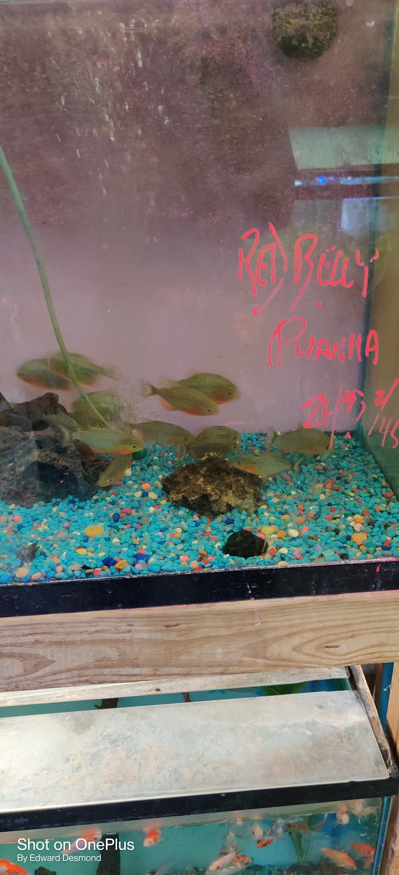 Go Fish LLC - Photo 3