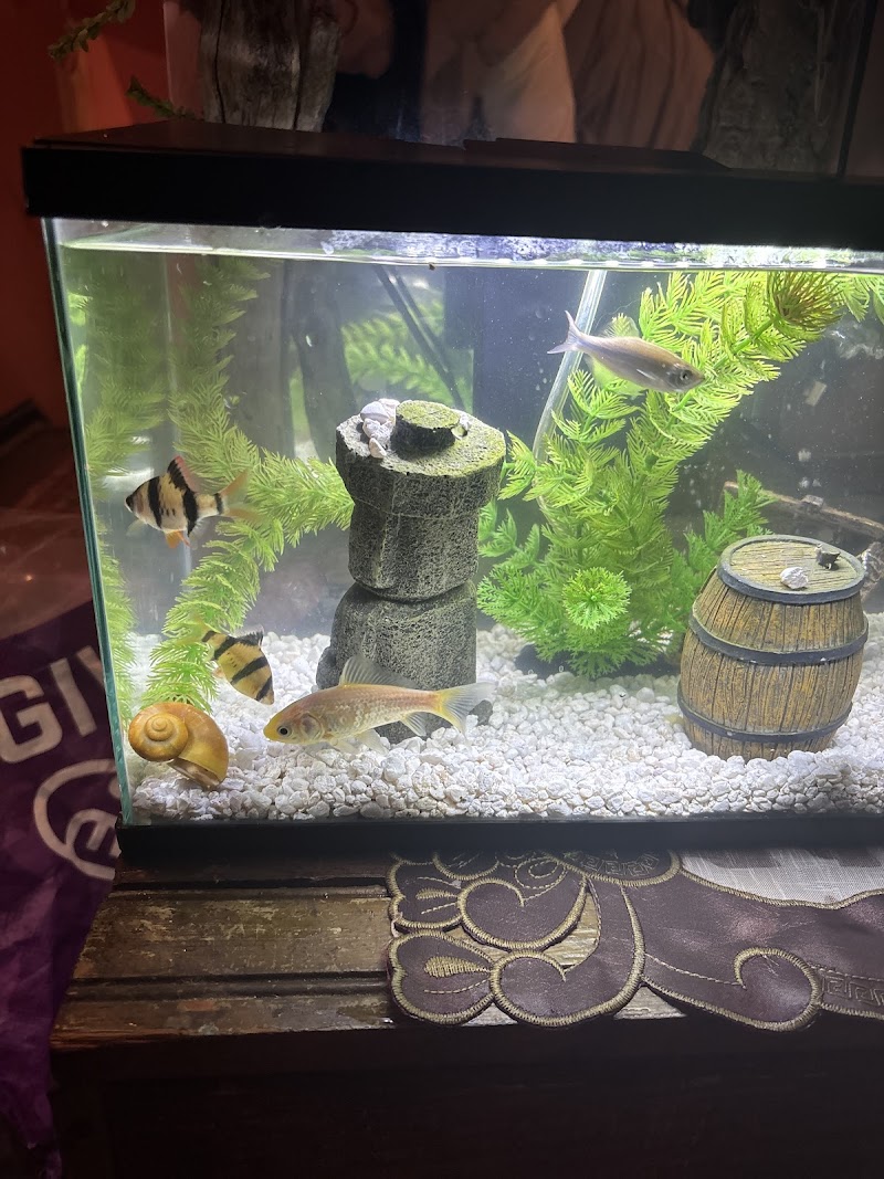 Tom’s Tropicals - Photo 2