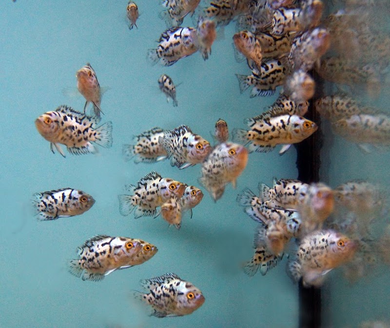 Beltway Aquarium - Photo 4