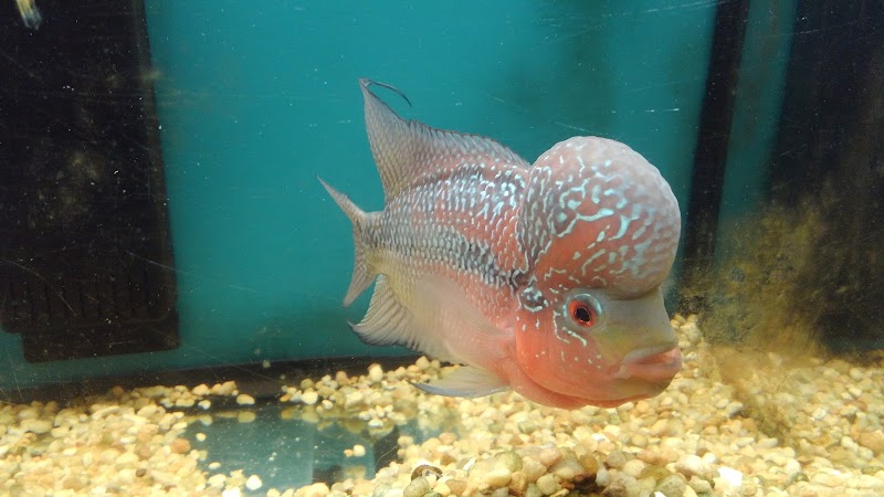 Beltway Aquarium - Photo 5