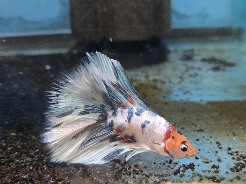 Appalachian Reptiles & Aquatics - Photo 4