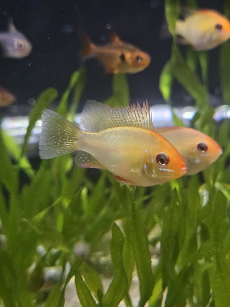 Appalachian Reptiles & Aquatics - Photo 5