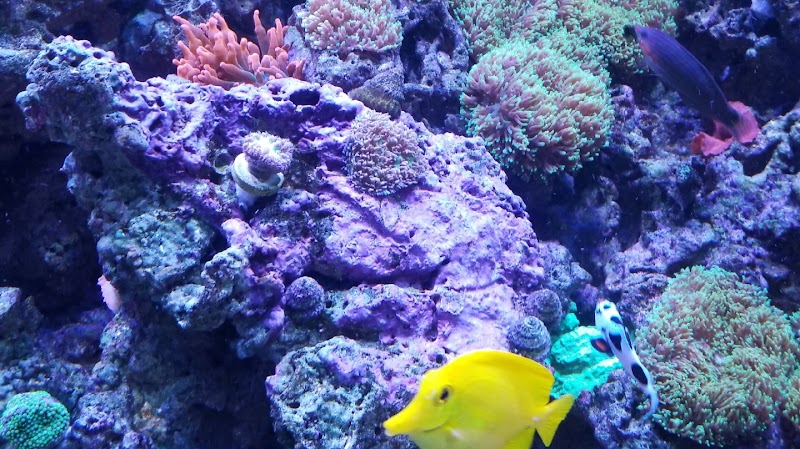 Fish Geeks aquarium maintenance - Photo 2