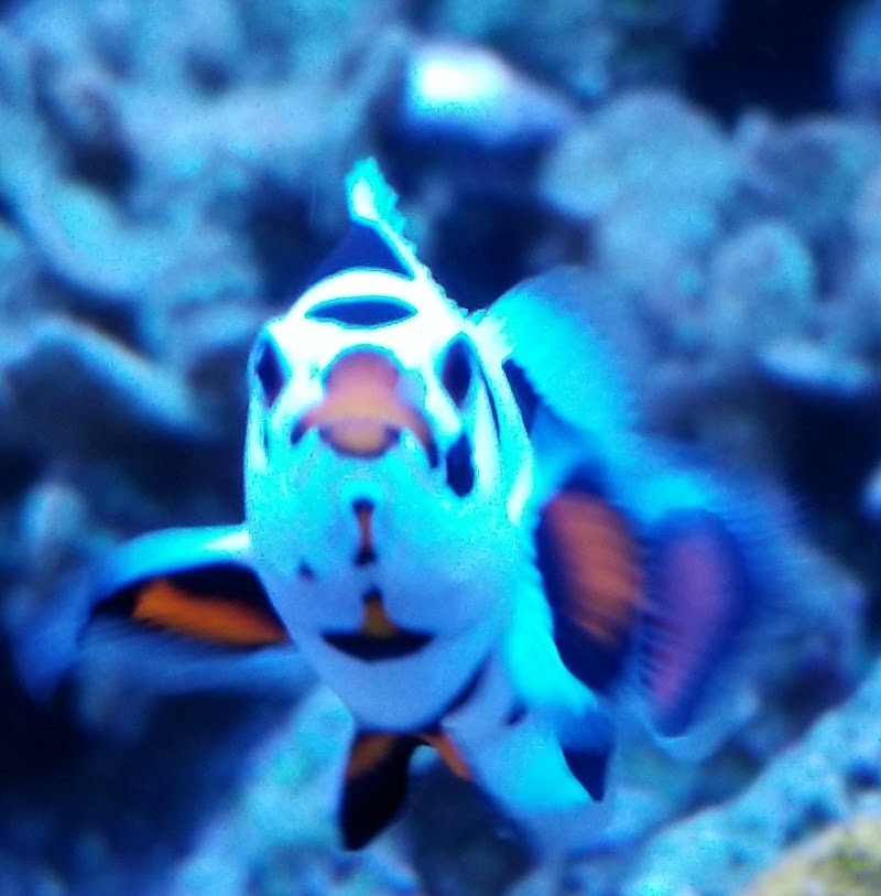 Fish Geeks aquarium maintenance - Photo 3