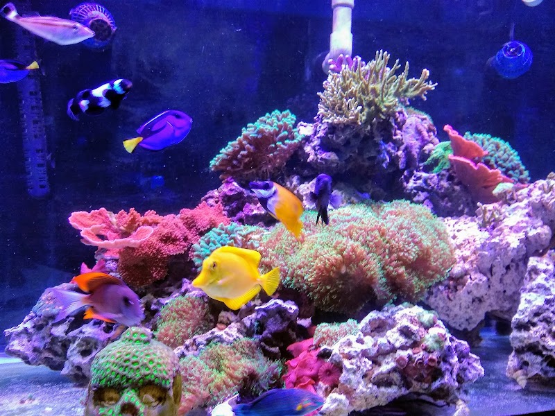 Fish Geeks aquarium maintenance - Photo 5