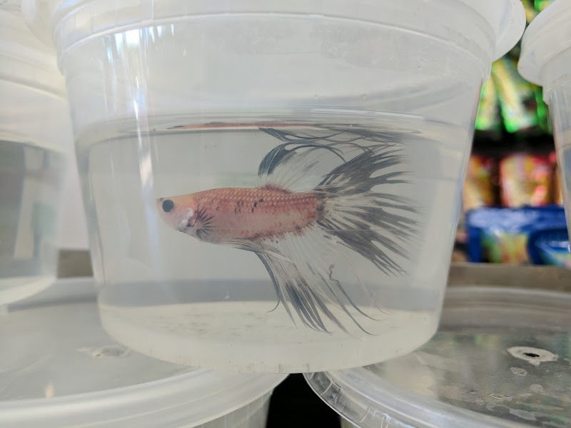 Eden Pets Supplies & Aquarium - Photo 3