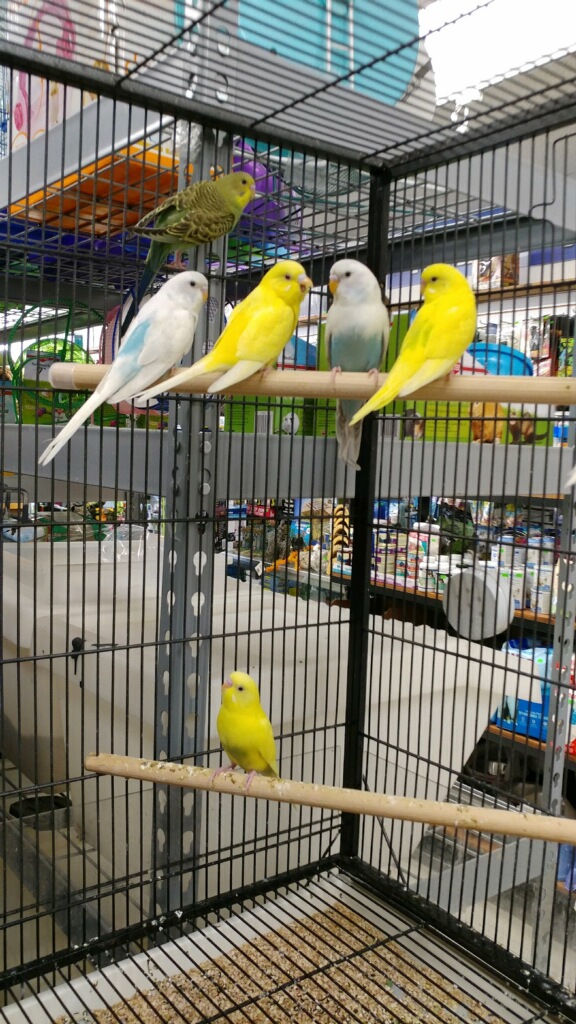 Eden Pets Supplies & Aquarium - Photo 5