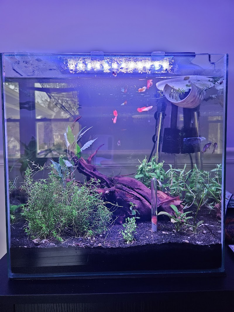 Father Fish Aquarium - Photo 2