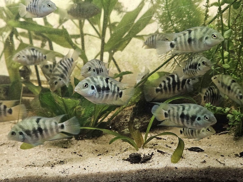 Father Fish Aquarium - Photo 3