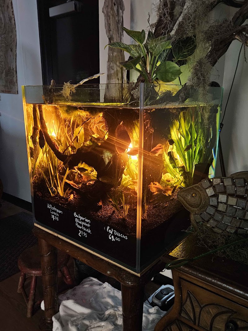 Father Fish Aquarium - Photo 4