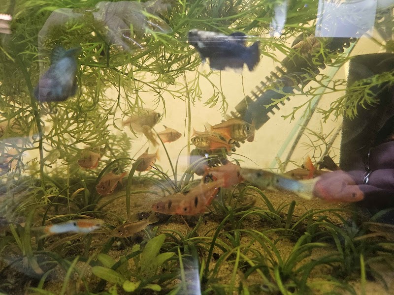 Father Fish Aquarium - Photo 5