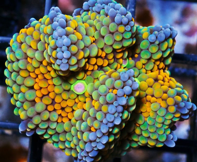 Pacific East Aquaculture - Photo 2