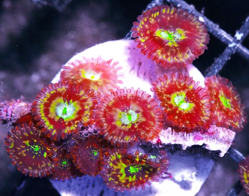 Pacific East Aquaculture - Photo 3