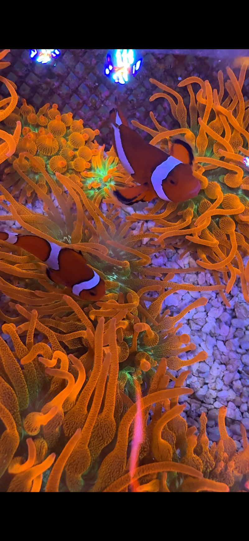 Corals Unlimited Aquarium Store & Services - Photo 3