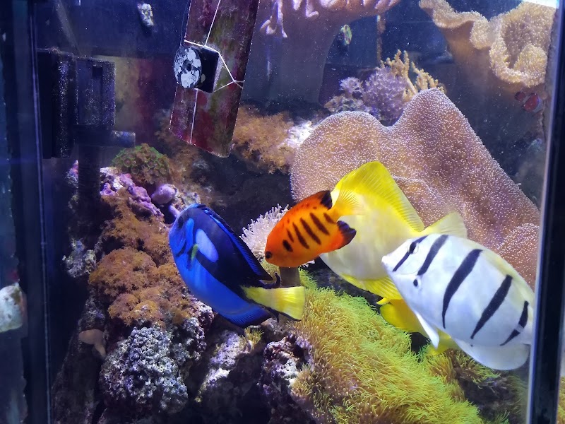 AquaCorals Reef Aquariums - Photo 3