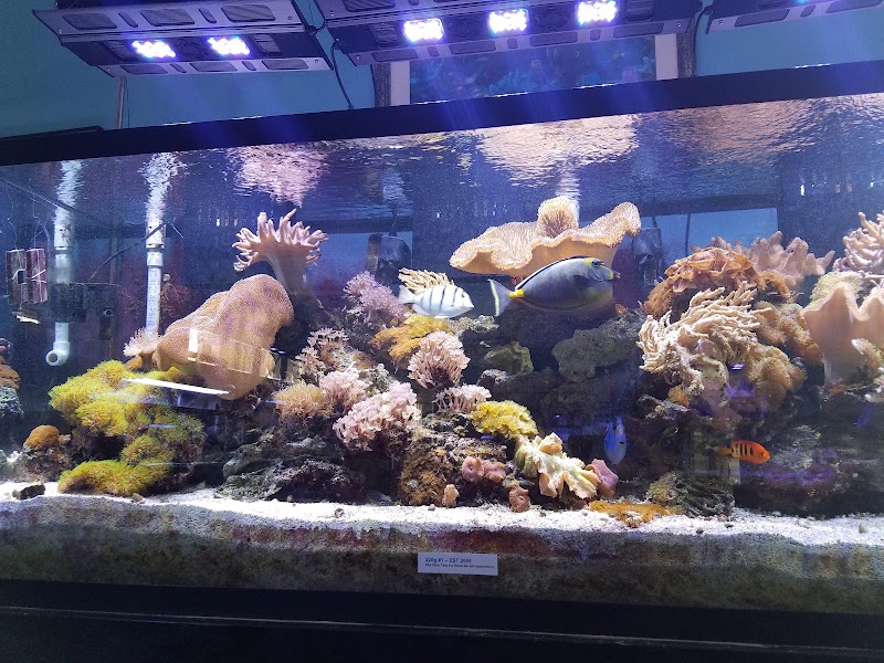 AquaCorals Reef Aquariums - Photo 4