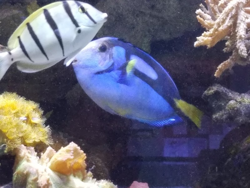 AquaCorals Reef Aquariums - Photo 5