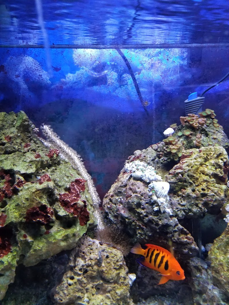 Vance's Tropical Fish & Exotic - Photo 3