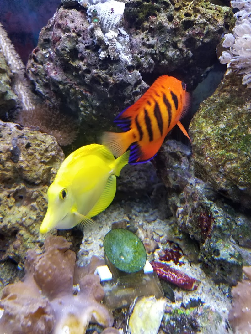 Vance's Tropical Fish & Exotic - Photo 4