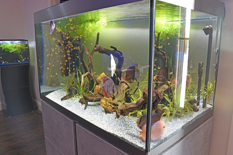 FINS Freshwater Aquariums - Photo 5
