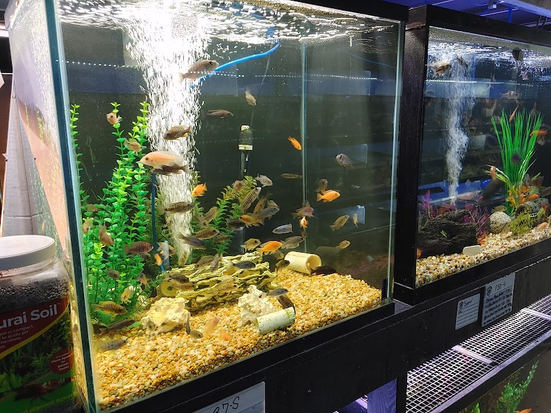 The Fish Doctors - Photo 4