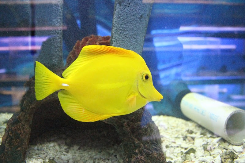 The Fish Doctors - Photo 5