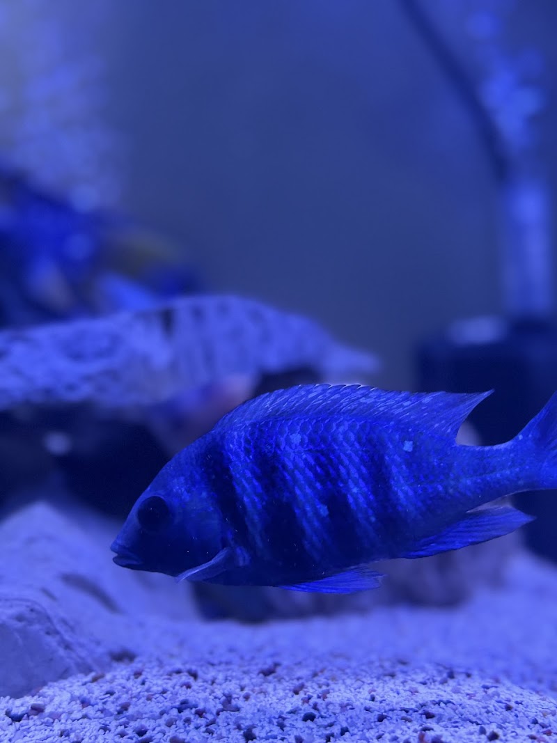 Aquatic Treasures/Bruces Pond Shop - Photo 4