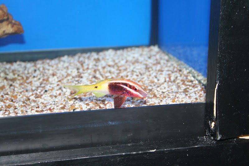 Aquatic Treasures/Bruces Pond Shop - Photo 5