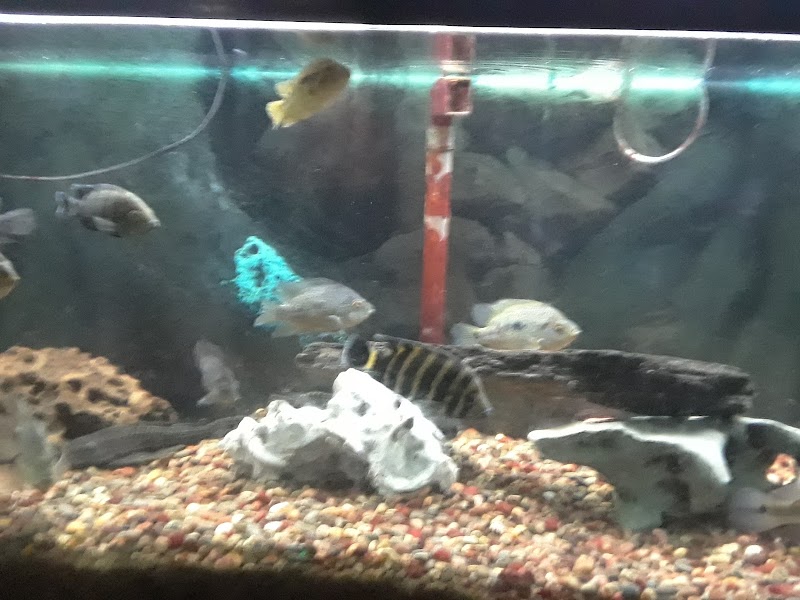 Something Fishy - Photo 3