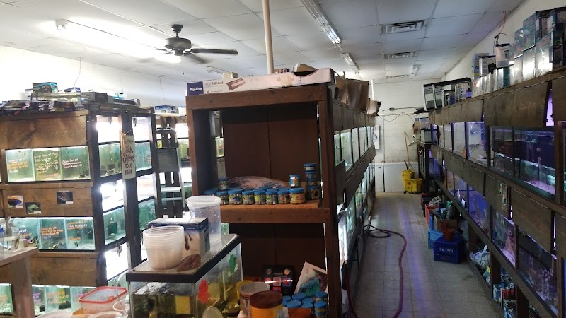 Fantastic Fins - Photo 2