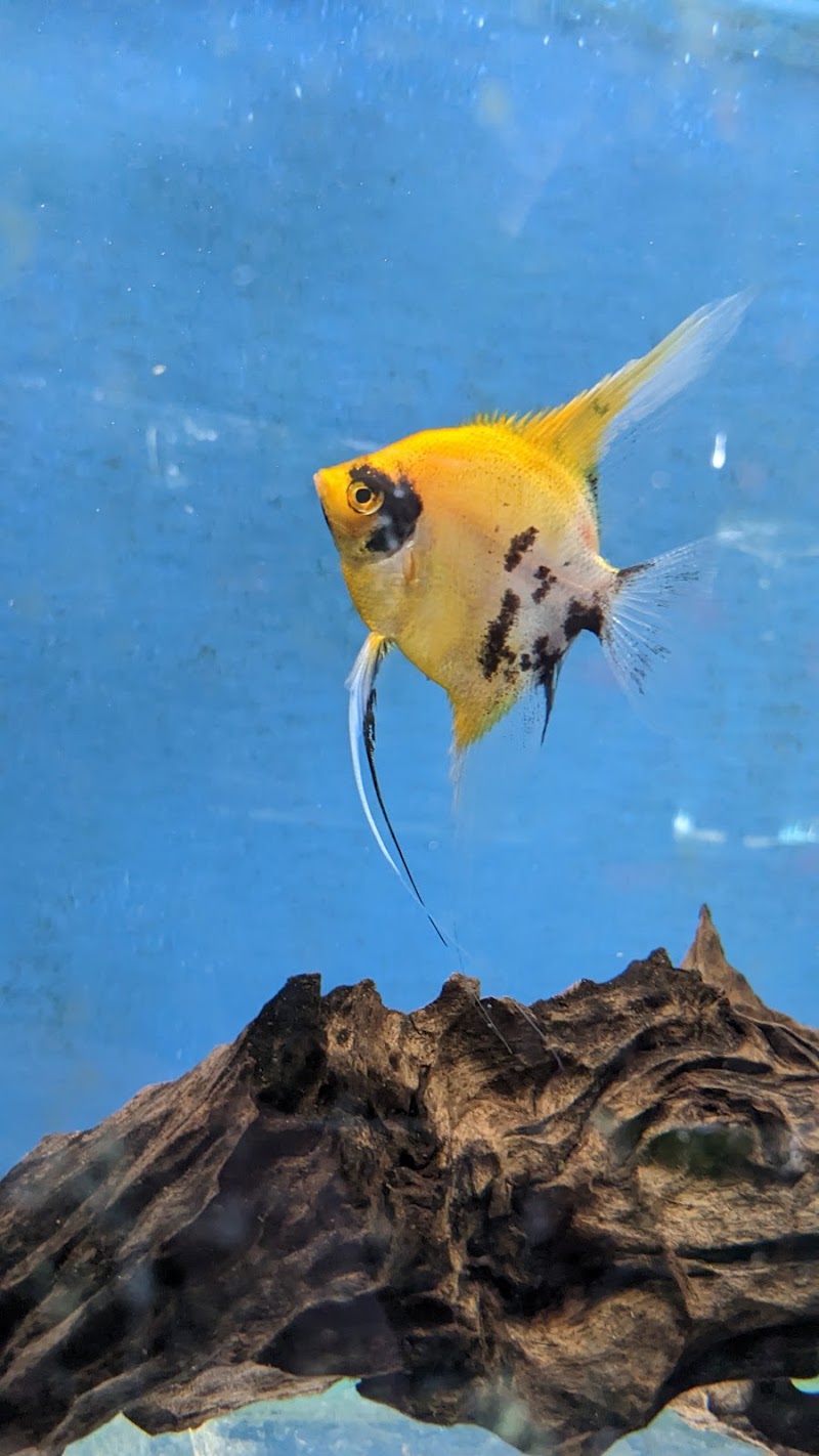 Fantastic Fins - Photo 3