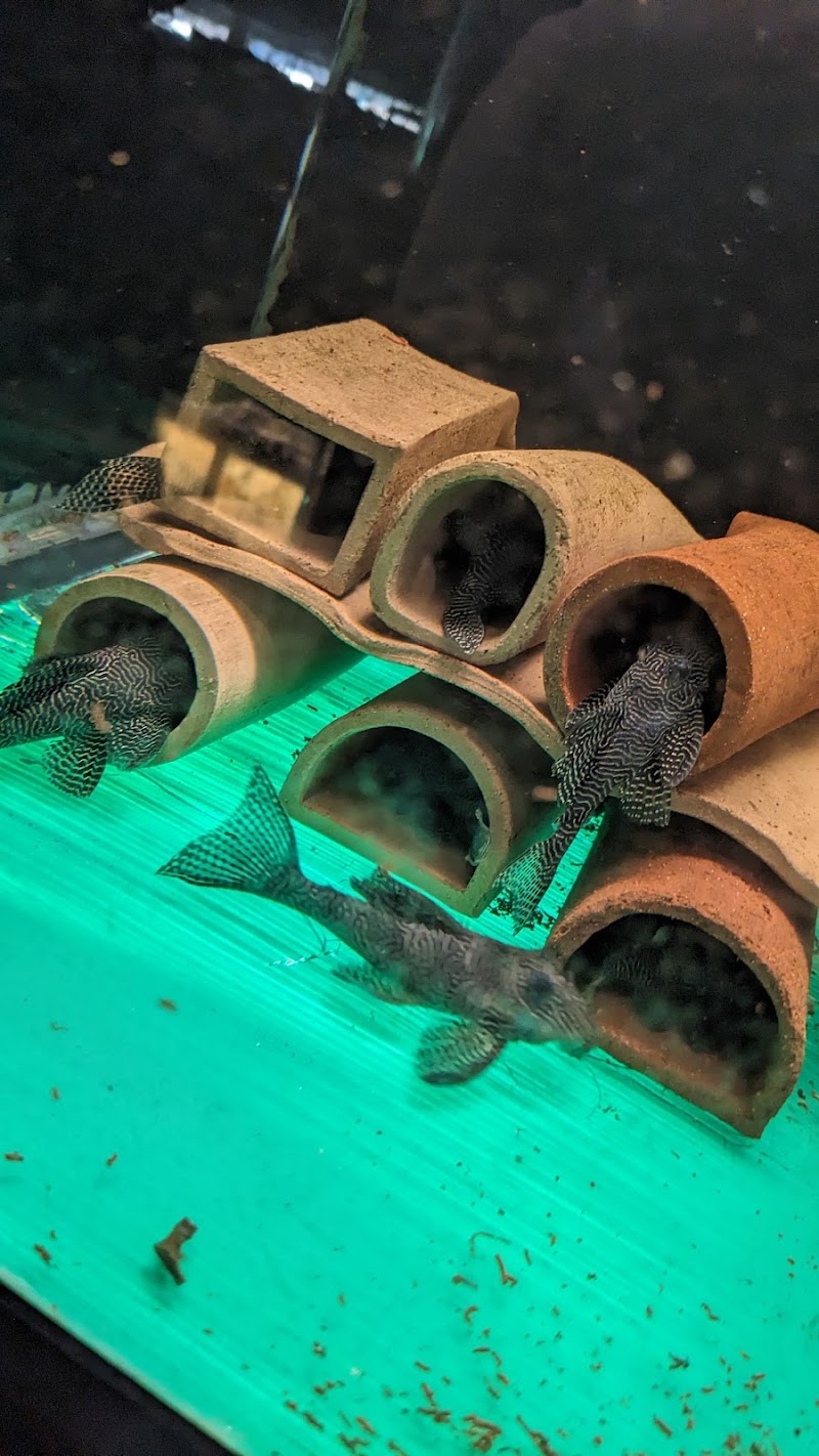 Fantastic Fins - Photo 4