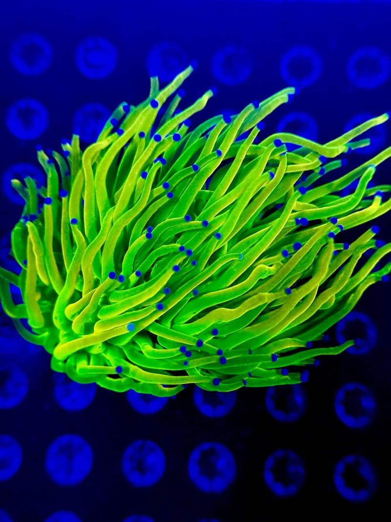 Coral King’s LLC - Photo 1