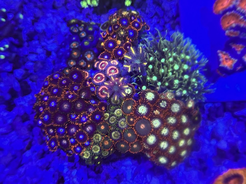 Coral King’s LLC - Photo 2