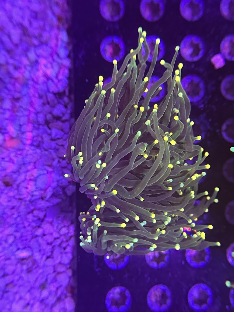 Coral King’s LLC - Photo 3