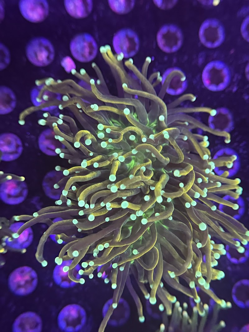 Coral King’s LLC - Photo 4