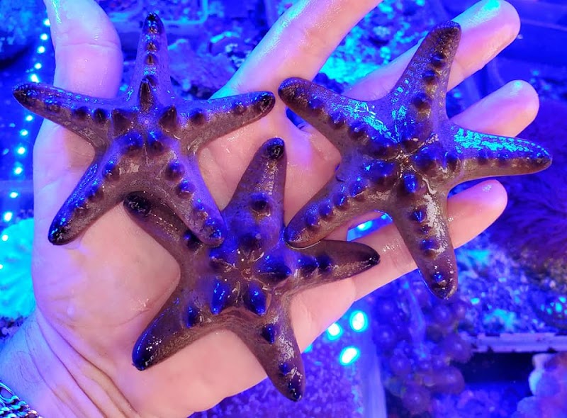 Tropicorium Mini-Reef - Photo 2