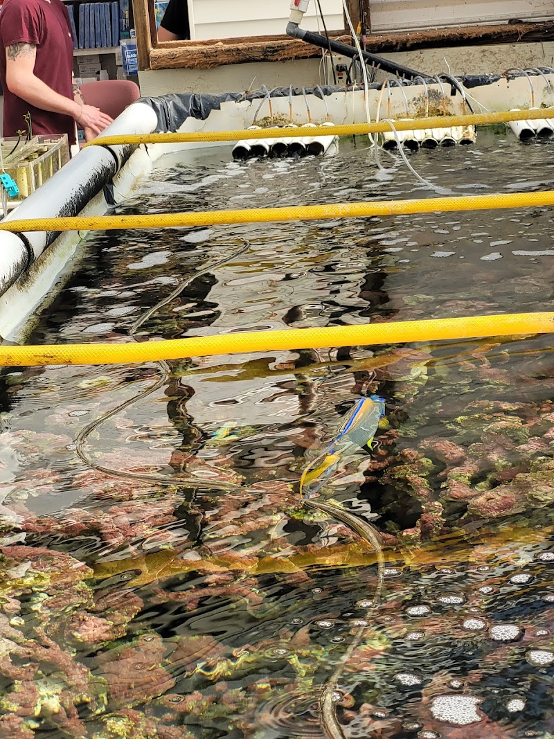 Tropicorium Mini-Reef - Photo 3