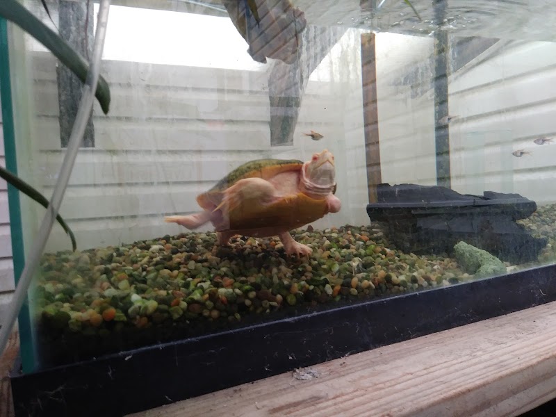 Tropicorium Mini-Reef - Photo 4