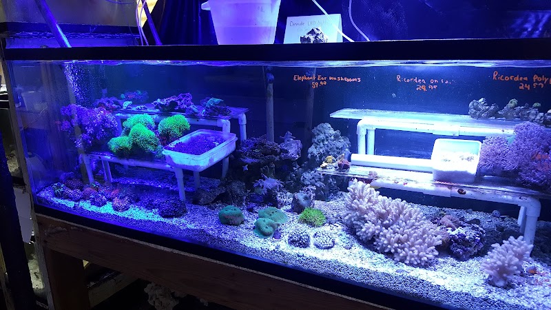 Tropicorium Mini-Reef - Photo 5