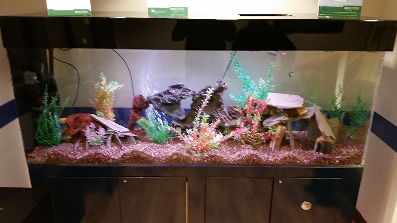 Dutch Family Reef: Aquarium Maintenance and Design (DFR Aquatics) - Photo 3