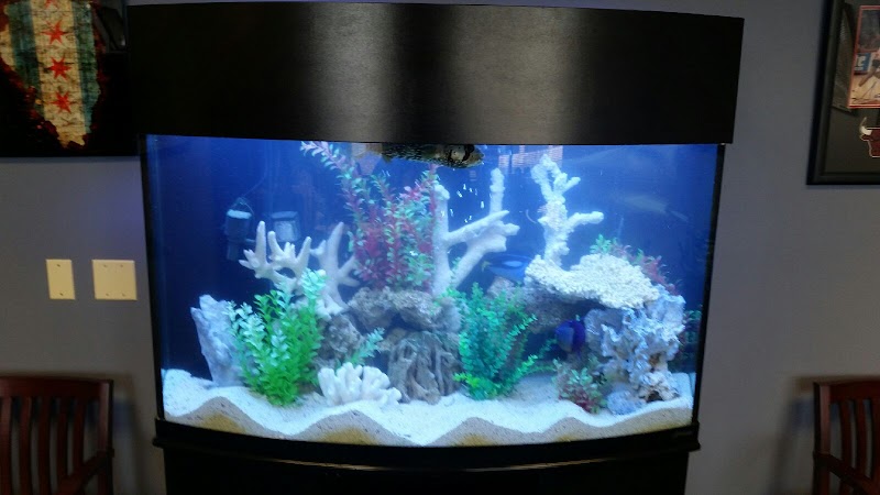 Dutch Family Reef: Aquarium Maintenance and Design (DFR Aquatics) - Photo 4