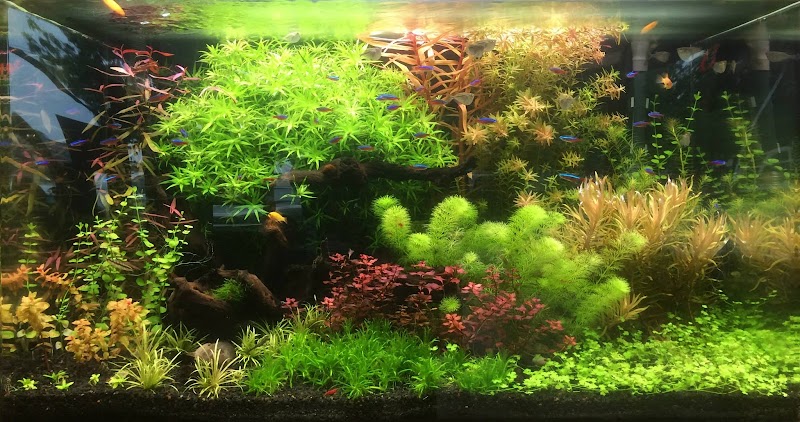 Blue Fish Aquarium - Photo 2