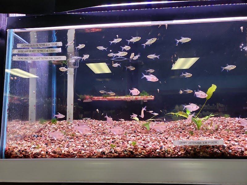 Blue Fish Aquarium - Photo 5