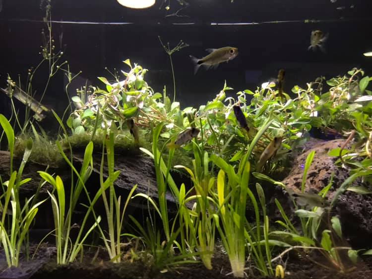 Watercolors Aquarium Gallery - Photo 2