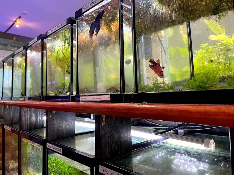 Watercolors Aquarium Gallery - Photo 3