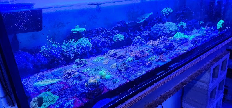 Cherry Corals - Photo 1