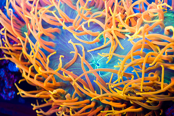 Cherry Corals - Photo 2