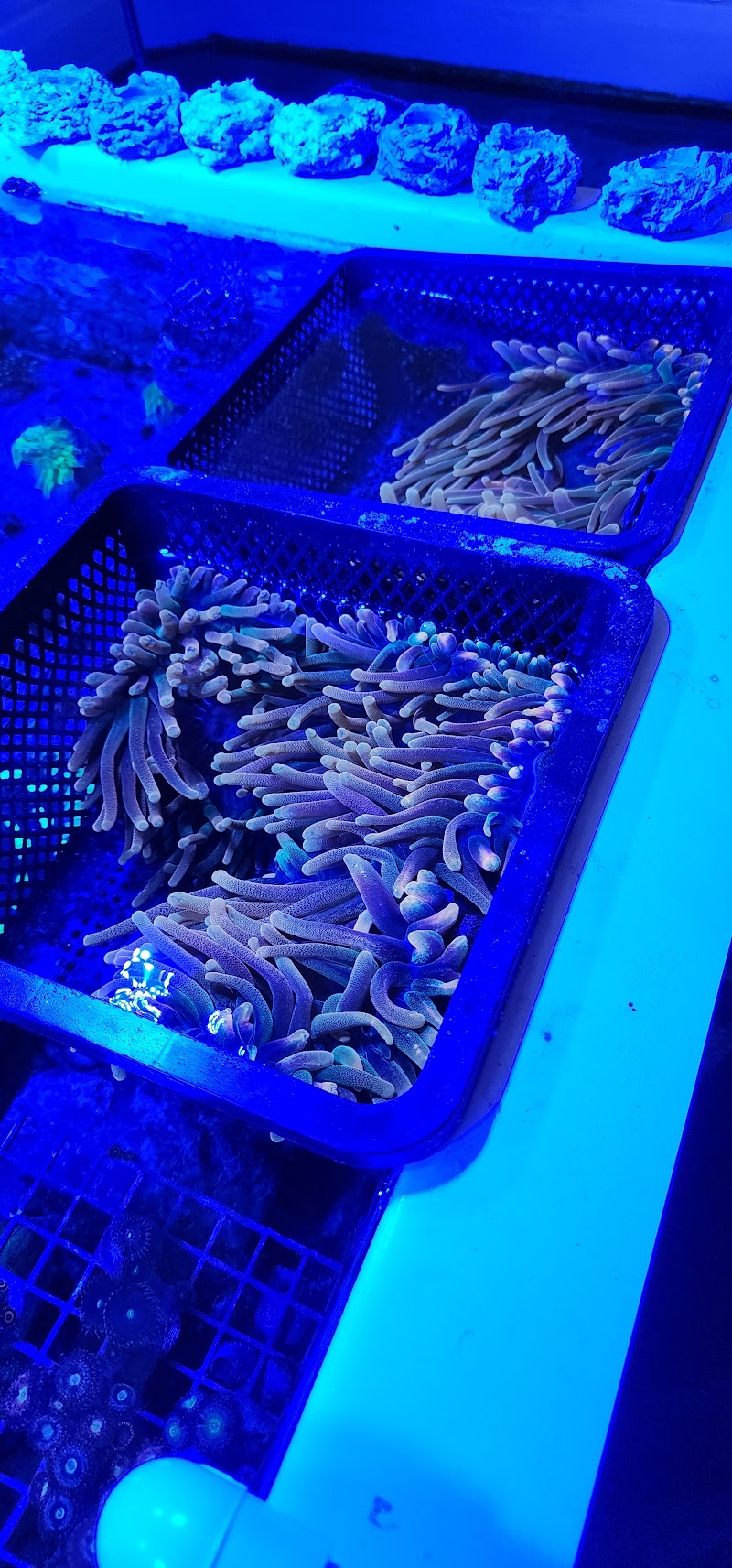 Cherry Corals - Photo 3