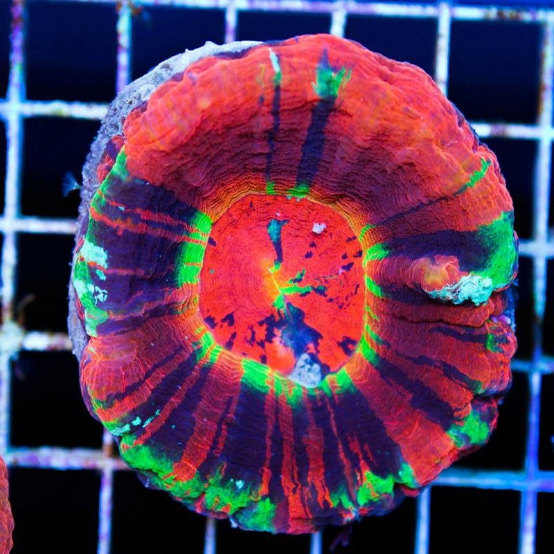 Cherry Corals - Photo 4